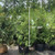 Thuja occidentalis American Pillar 299653